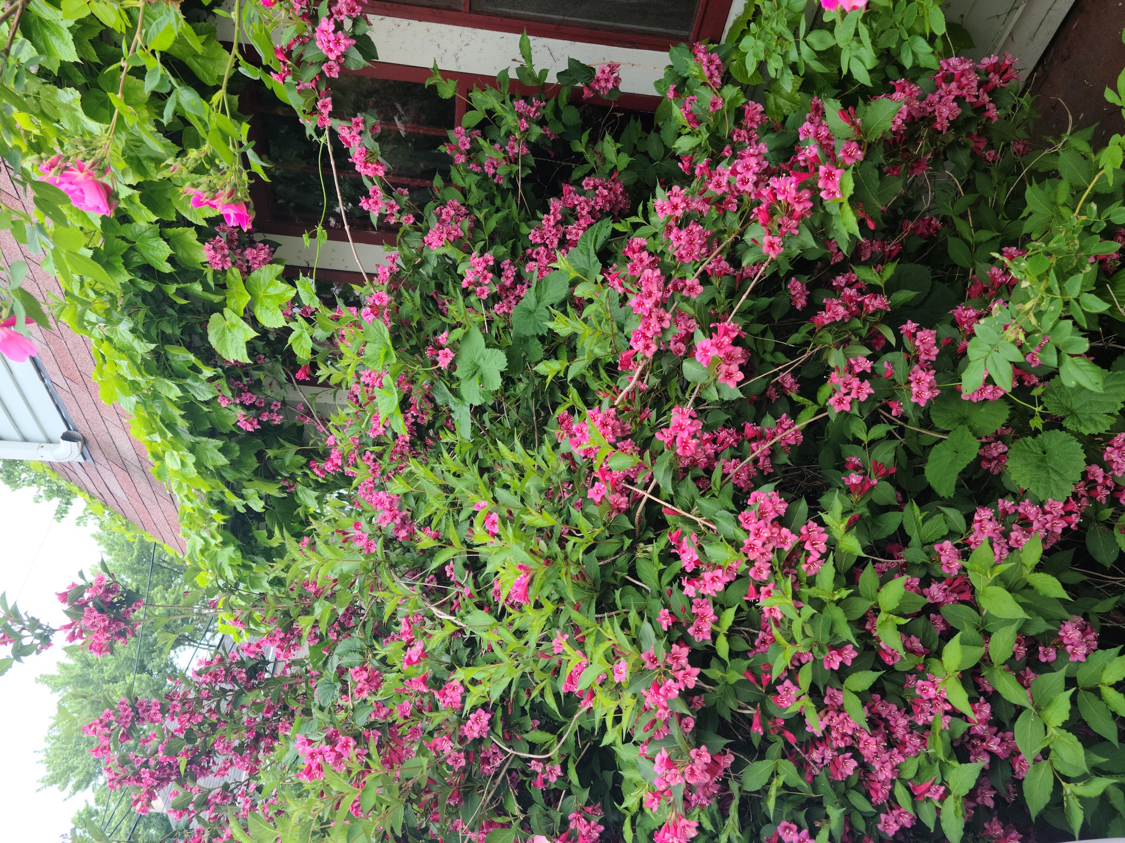 Climbing rose