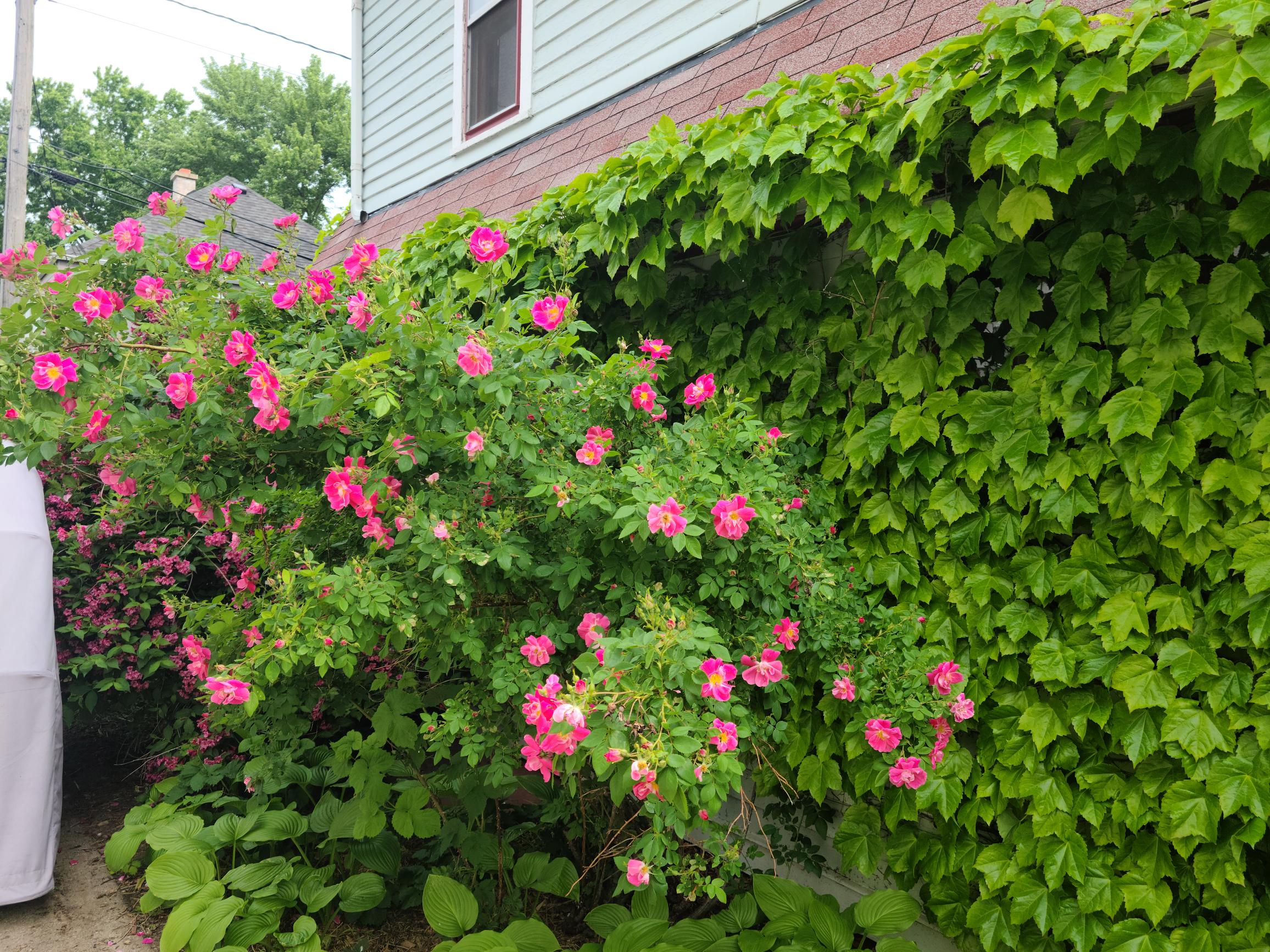 Climbing rose