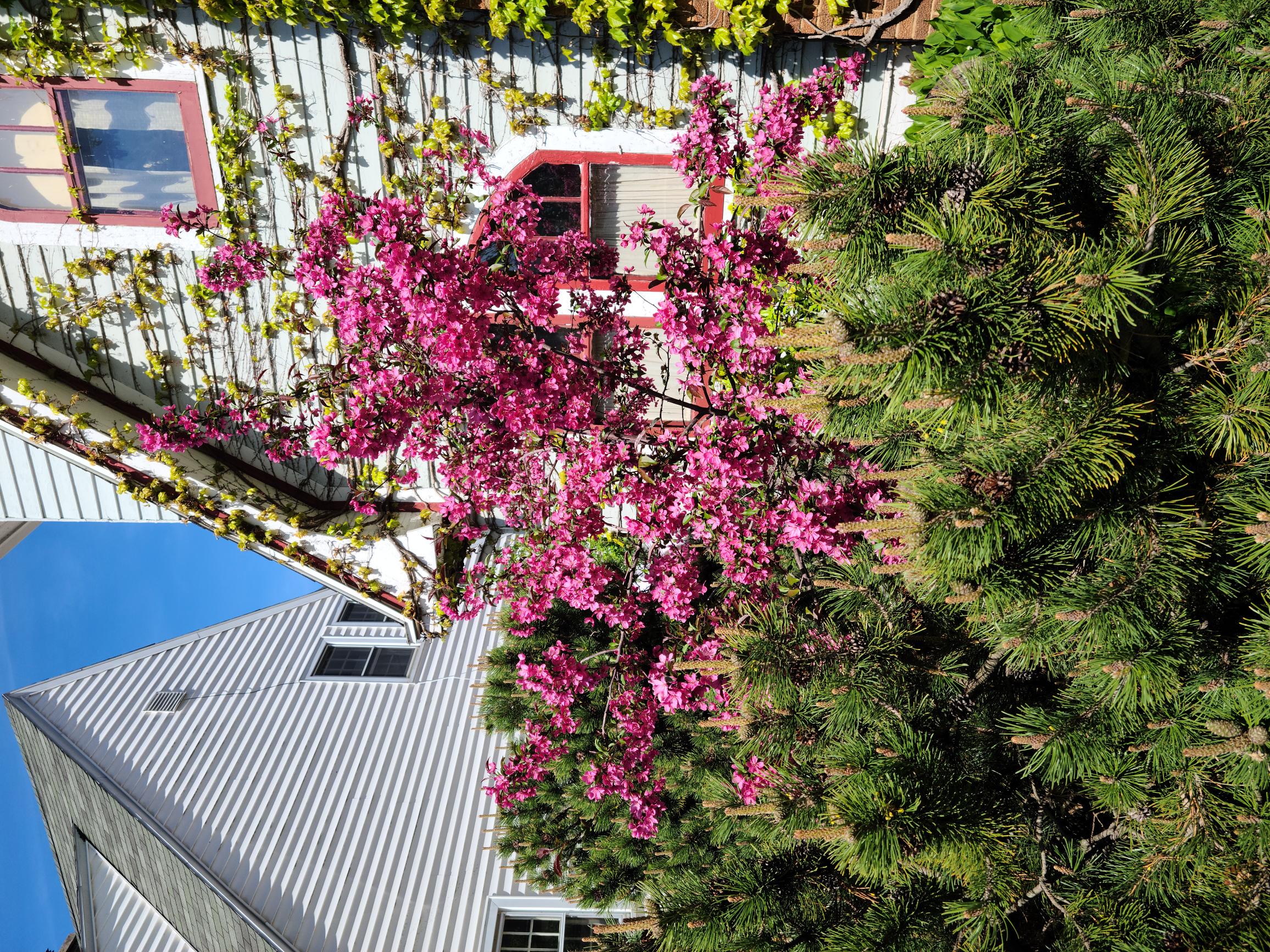 Flowering crab