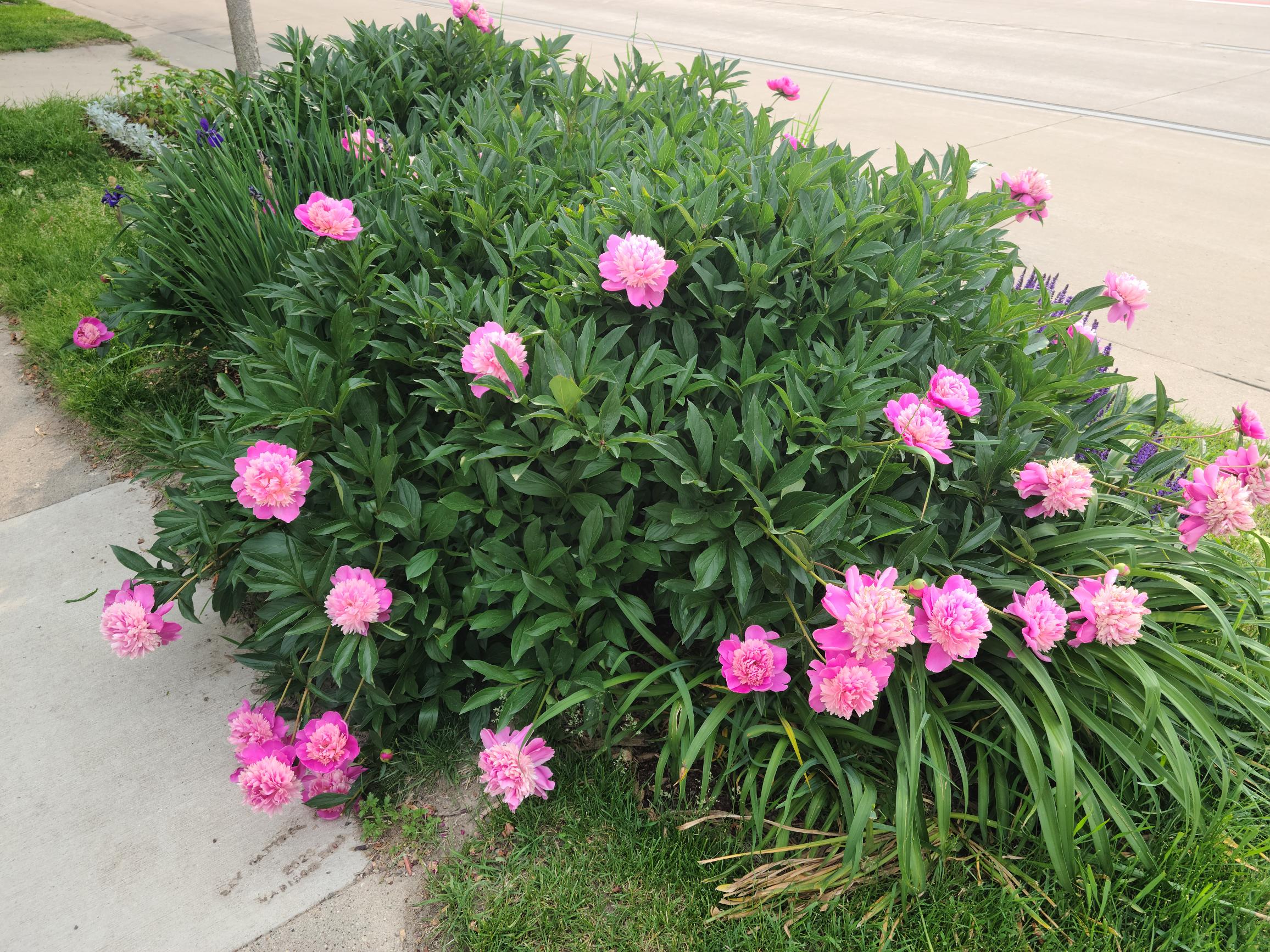 Peony